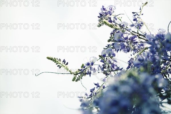 Close up of flowers growing on plant branch