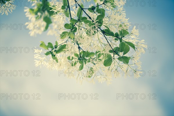 Low angle view of flowers growing on plant branch
