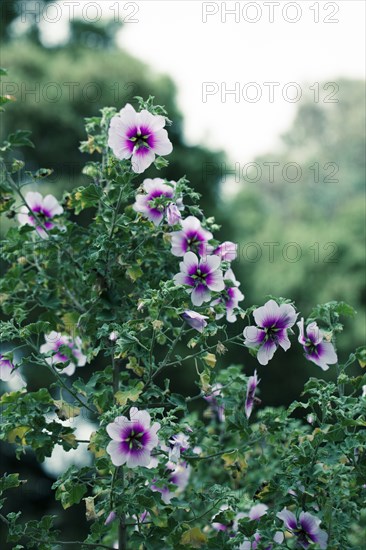 Close up of flowers growing on shrub