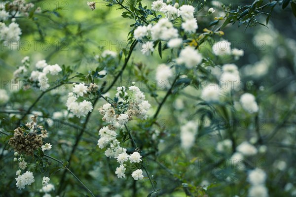 Close up of flowers growing on shrub