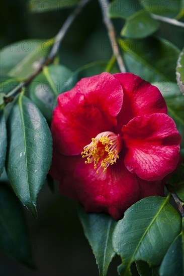 Close up of flower on leafy branch