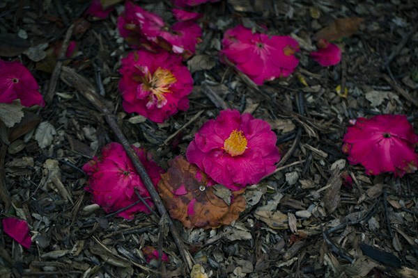 Close up of fallen wilting flowers on ground