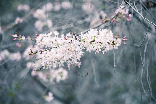 Close up of flowers on tree branches