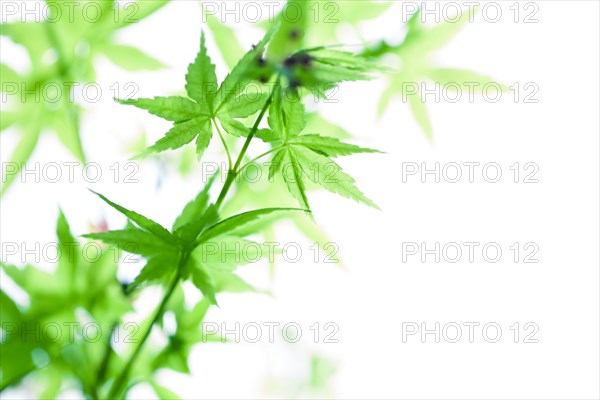 Close up of leaves on plant stems