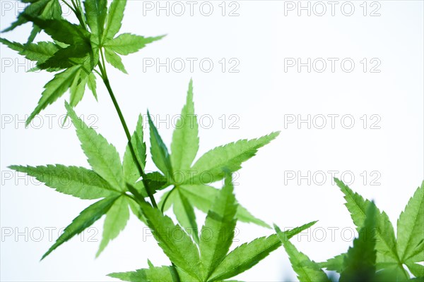 Close up of leaves on plant stems