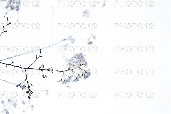 Low angle view of flowers on tree branches