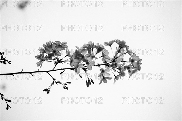 Low angle view of flowers on tree branches