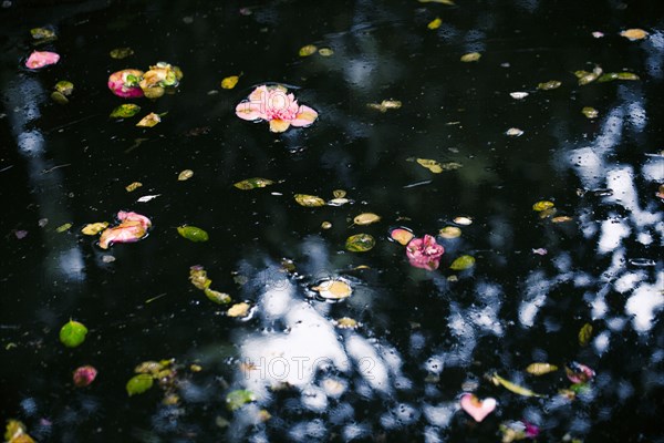 Flowers and leaves floating on still pond