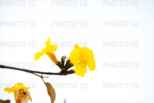 Low angle view of flower growing on branch