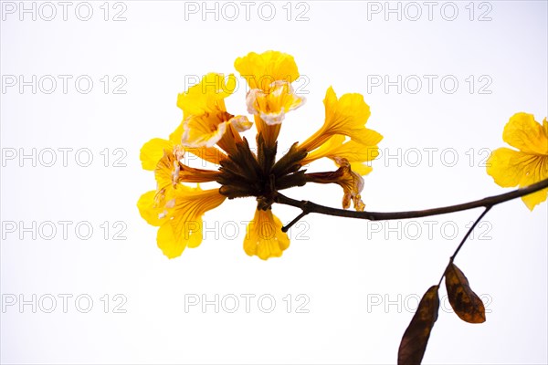 Low angle view of flower growing on branch