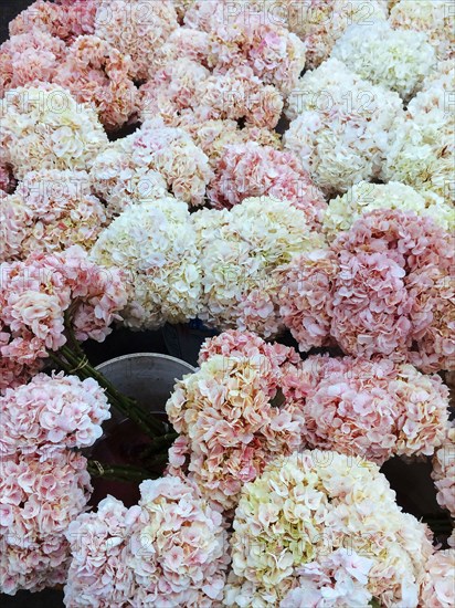 Close up of flowers blooming on bush