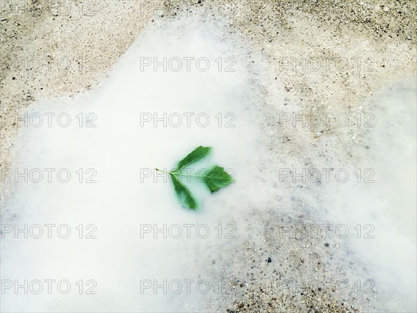 Blurred view of leaf floating in white puddle