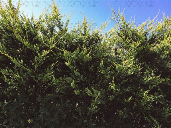 Tall bushes growing under blue sky