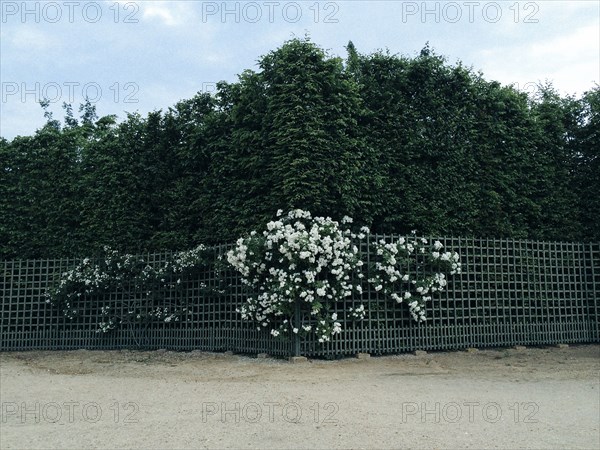 Bushes and flowers growing along fence