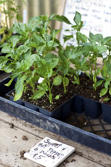 Potted plants for sale in nursery