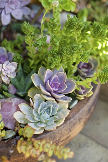 Close up of succulent plants in planter