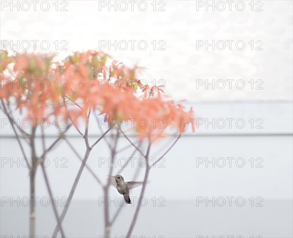 Bird perching on tree branches