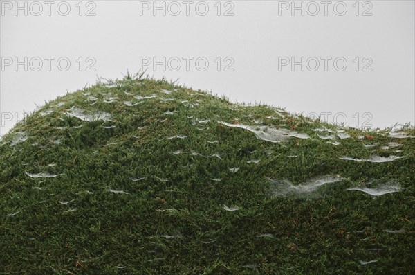 Close up of spider webs on moss