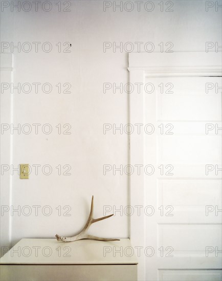 Antler on counter top