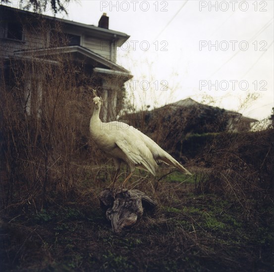 Bird standing on hillside