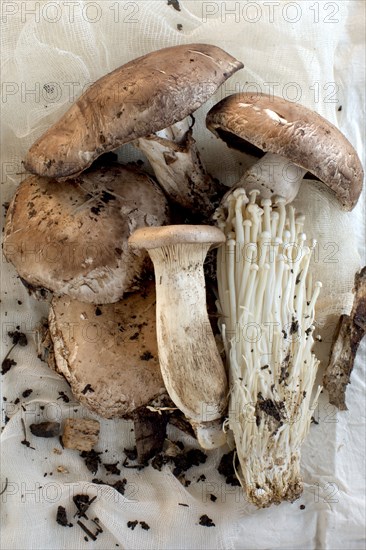 Close up of variety of mushrooms