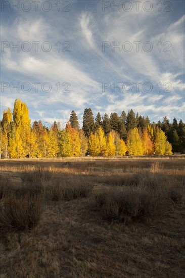 Autumn trees in remote field