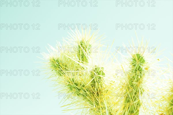 Cactus plant under blue sky