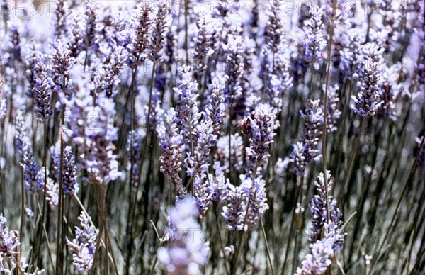 Close up of lavender flowers