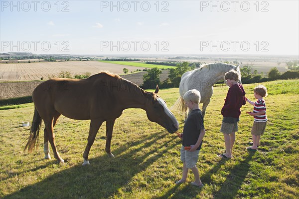 Caucasian brothers feeding horses in rural field