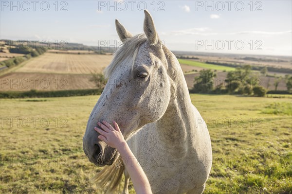 Child petting muzzle of horse in rural field