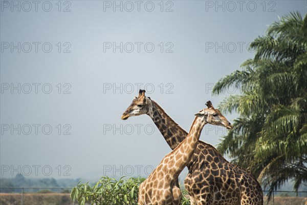 Giraffes standing near palm trees under blue sky