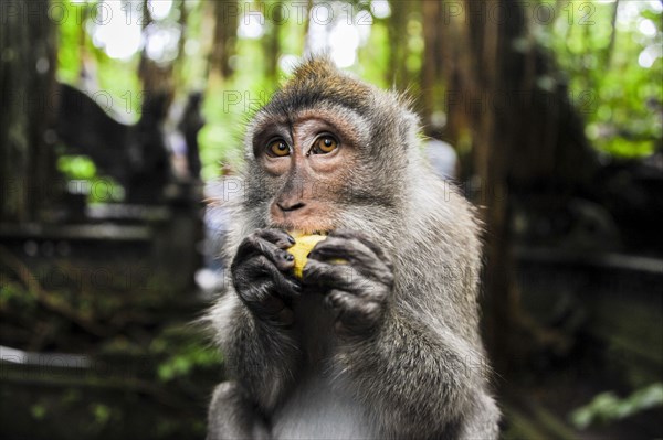 Close up of monkey eating fruit in jungle