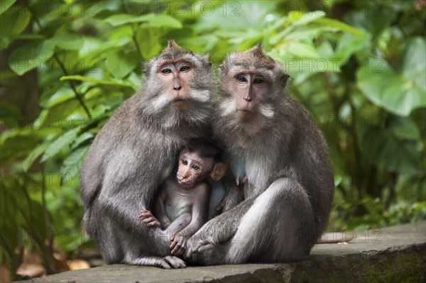 Monkeys sitting on stone banister