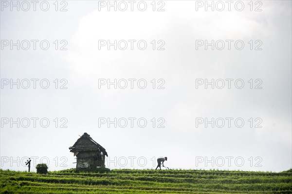 Silhouette of farmer working in rural rice terrace