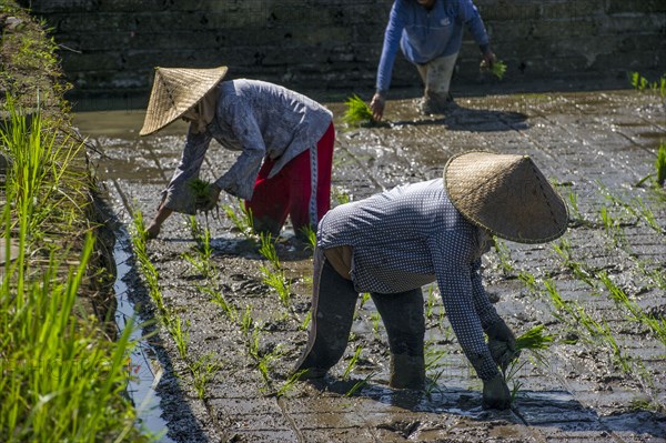 Farmers planting rice in paddy field