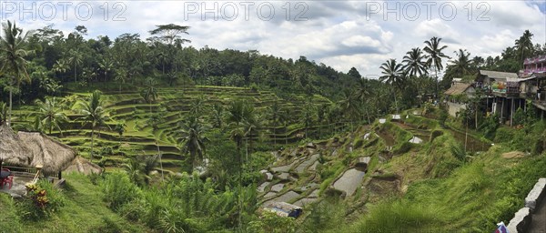 Rural rice terraces on hillside