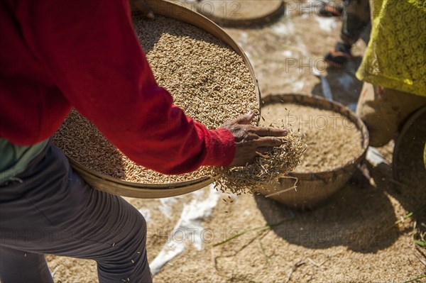 Farmer harvesting rice in rural field