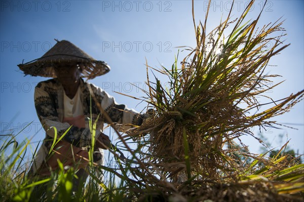 Farmer harvesting rice in rural field