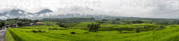 Panoramic view of rural rice paddies