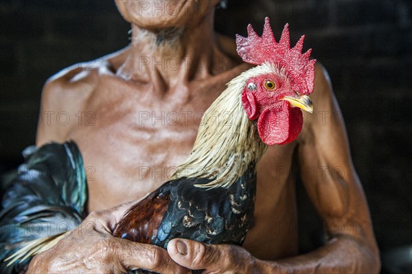 Close up of farmer holding chicken