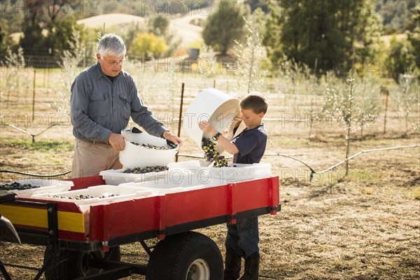 Older Caucasian man and grandson working in olive grove