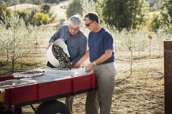 Men working in olive grove