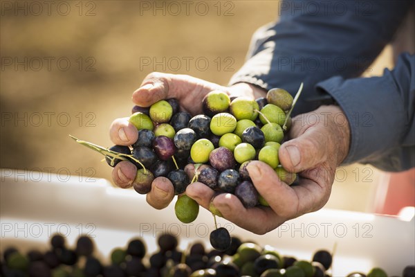 Caucasian man with handful of olives
