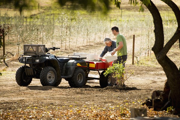 Men working in olive grove