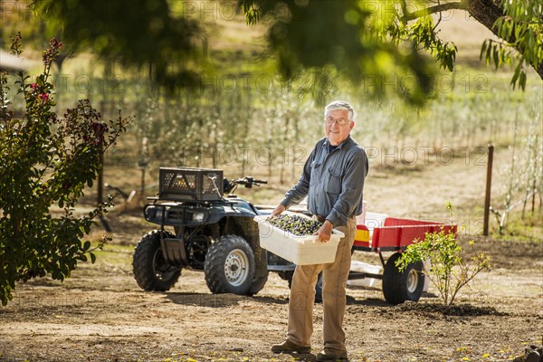 Older Caucasian man working in olive grove