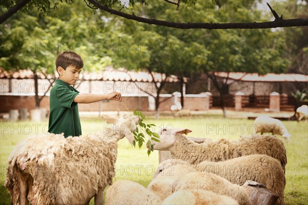 Mixed race boy feeding sheep