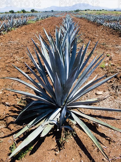 Blue plant growing in crop field