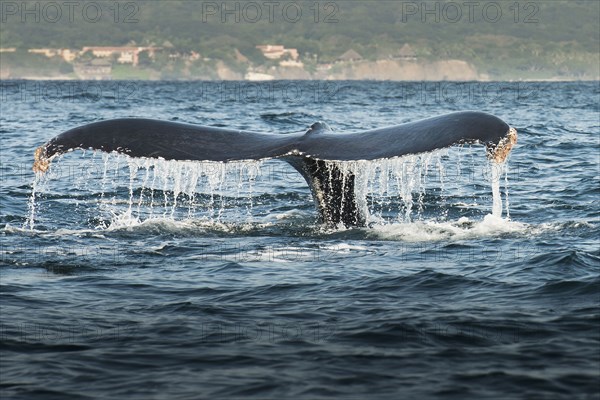 Whale lifting its tail out of water