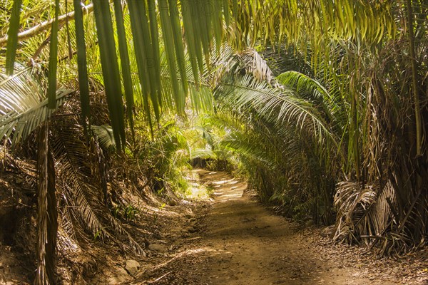 Dirt path in lush forest