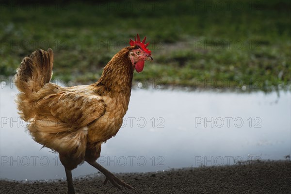 Chicken walking near pond